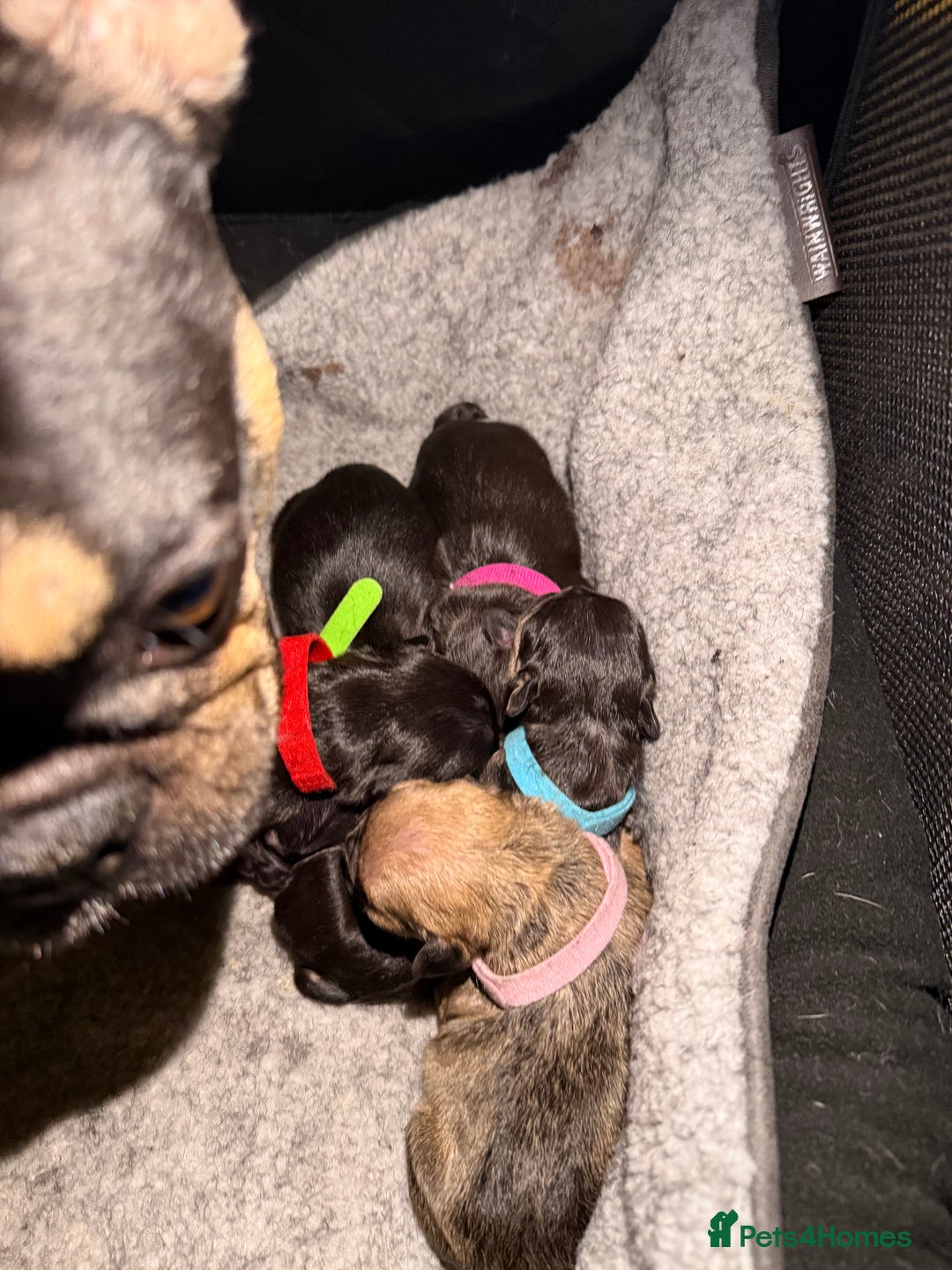 French Bulldog dogs for sale: Beautiful healthy full breed Frenchbulldog puppies - Image 16