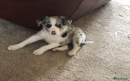 Border Collie dogs for sale: Border Collie Pups Merle, Tri-colour & Blk/wht - Image 11
