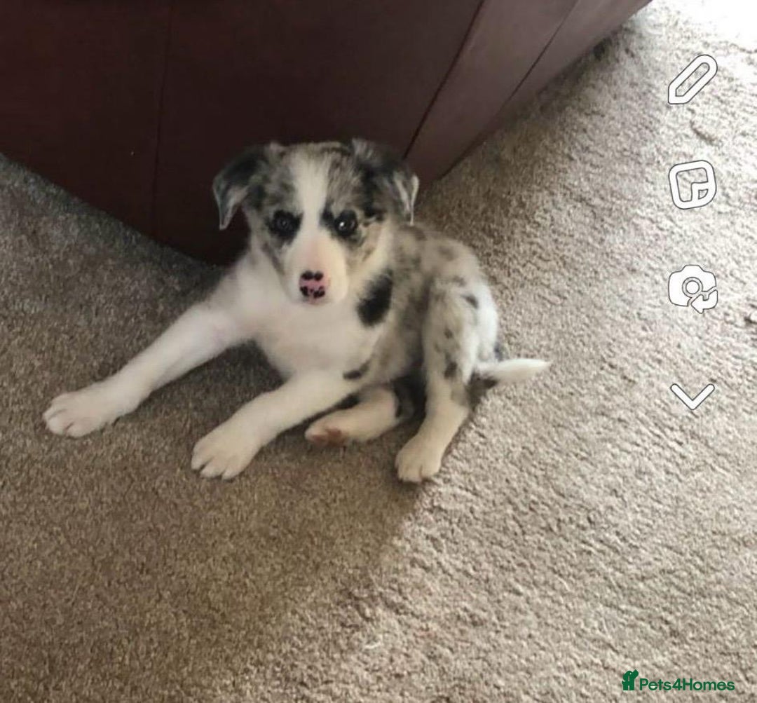 Border Collie dogs for sale: Border Collie Pups Merle, Tri-colour & Blk/wht - Image 11