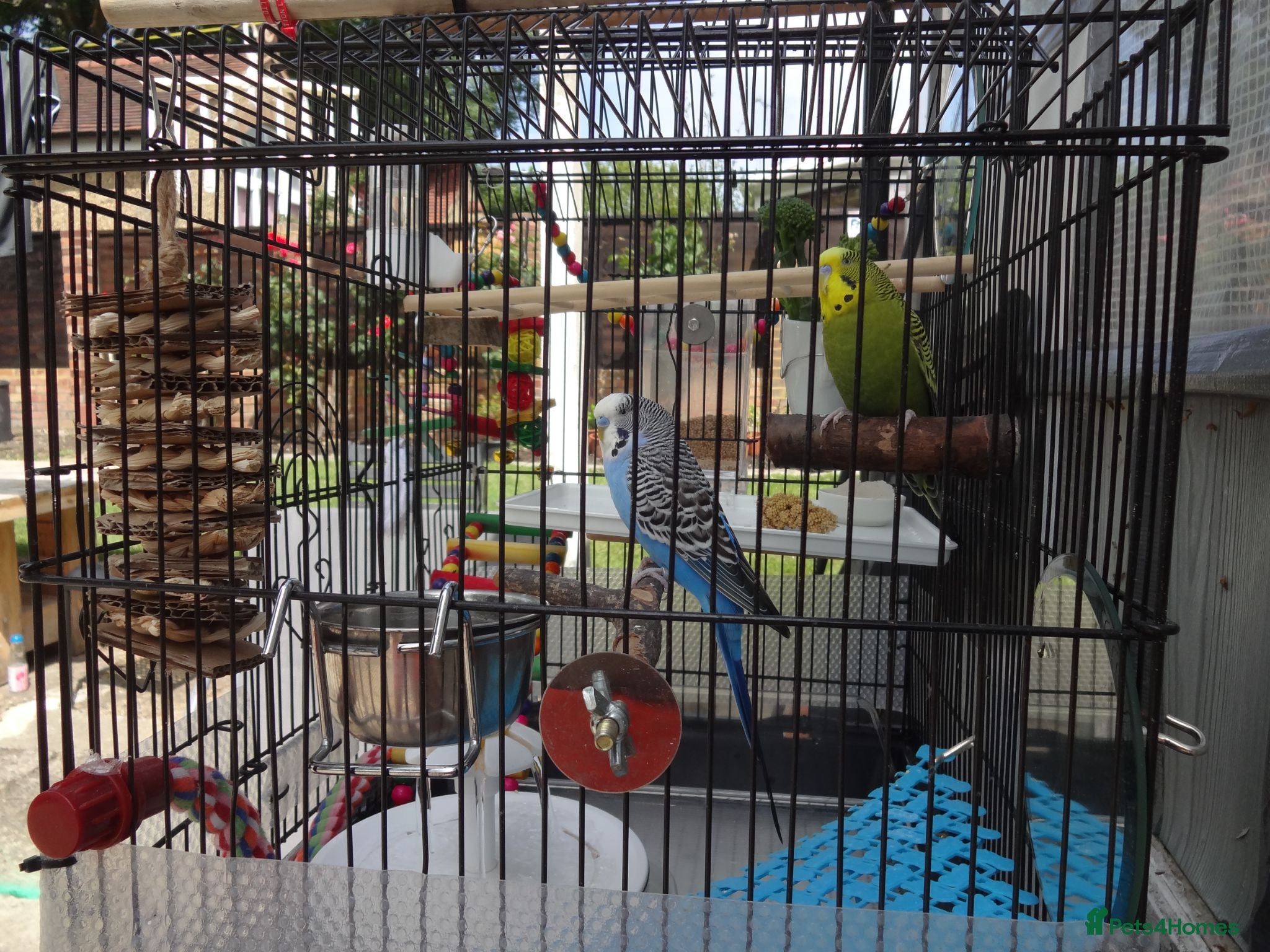 Budgerigars birds 2 Budgies PICO (blue) LEO (green) - Advert 2