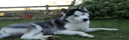 Siberian Husky dogs for stud: Proven Siberian Husky FOR STUD - Advert 8