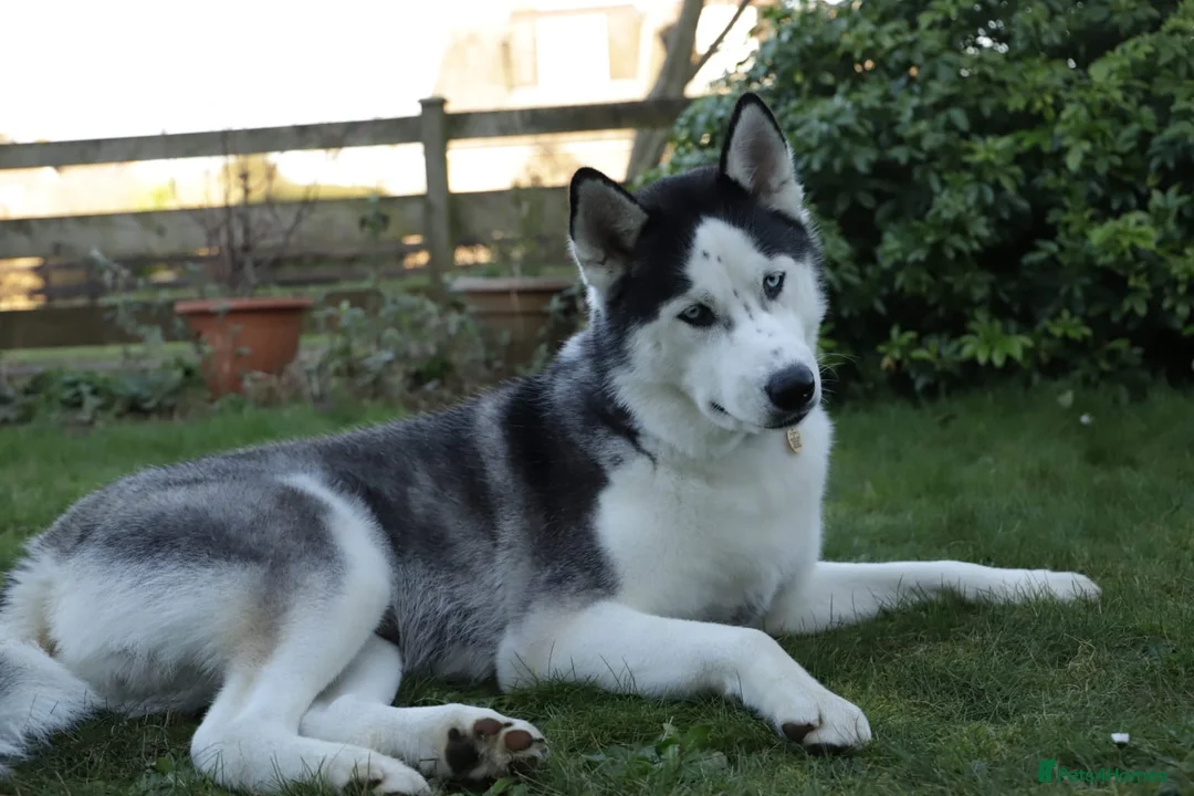 Siberian Husky dogs for stud: Proven Siberian Husky FOR STUD - Advert 8