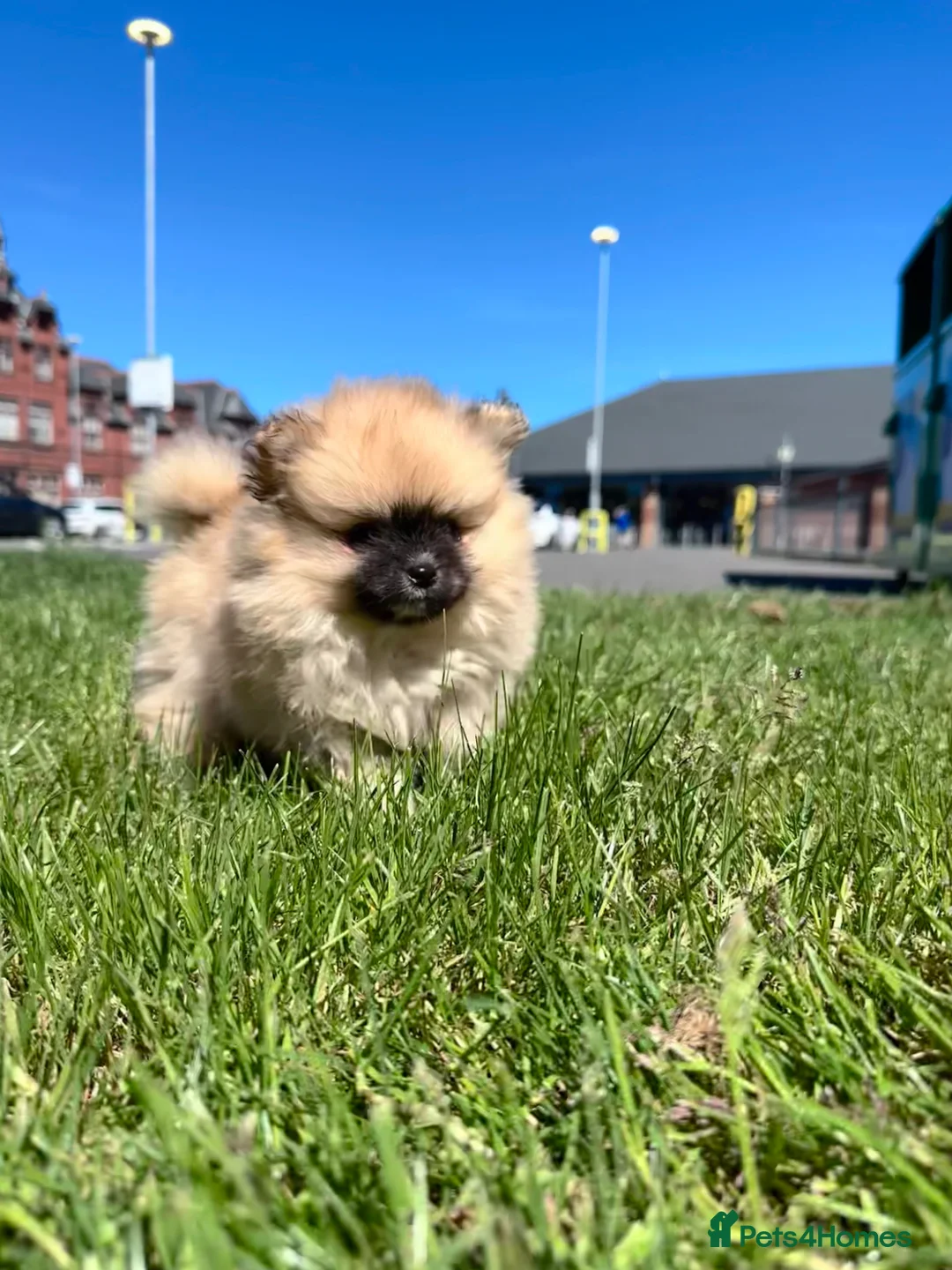 Pomeranian dogs for sale: Double Champion Lines Pomeranian KC Reg - Advert 2