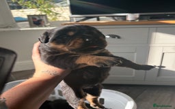 Rottweiler dogs for sale: Big boned chunky Rottweiler puppies - Image 2