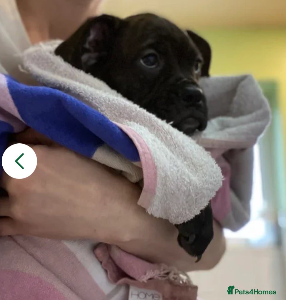 Mixed Breed dogs 🐾Reduced!!!! £900 Boxer! Last little boy 🐶🧬 - Advert 13