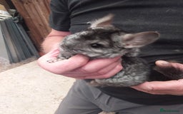 Chinchilla rodents for sale: Beautiful boys - Image 2