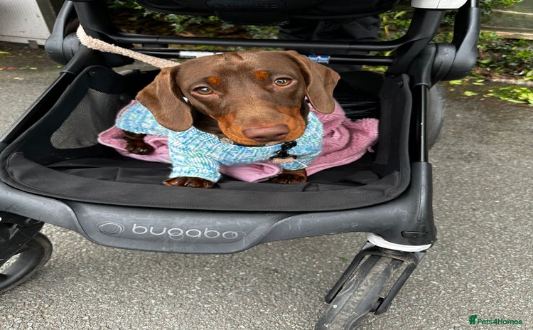Miniature Dachshund dogs - Advert 1