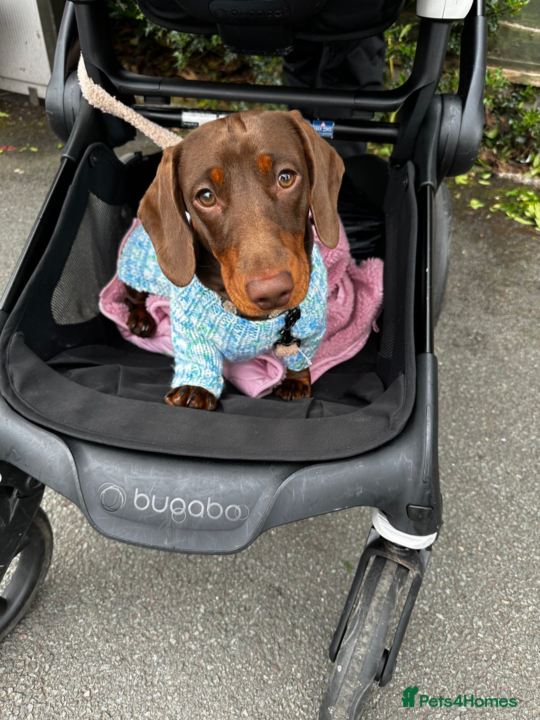 Miniature Dachshund dogs for sale: 8 month old male dachshund  - Image 1