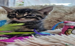 Mixed Breed cats for sale: 7 cute kittens - Image 3