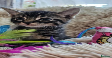 Mixed Breed cats - Advert 6
