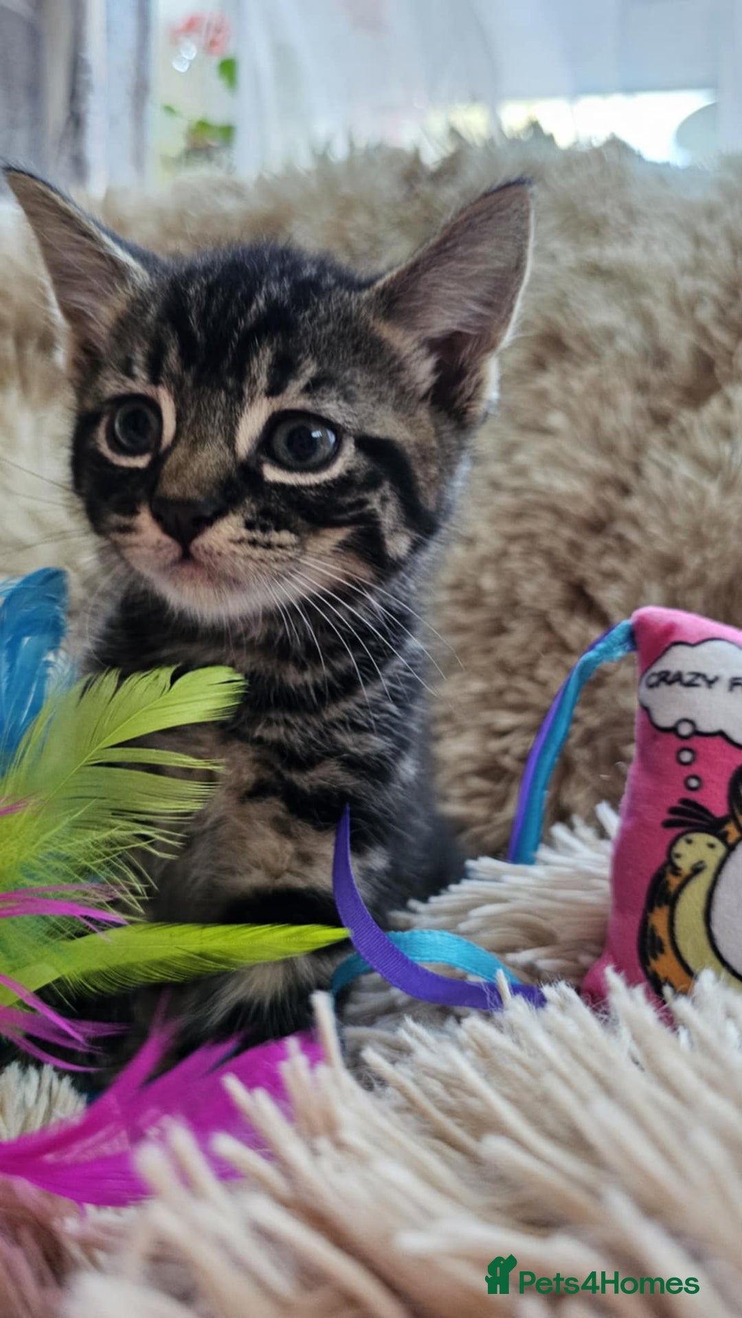 Mixed Breed cats for sale: 7 cute kittens - Image 3