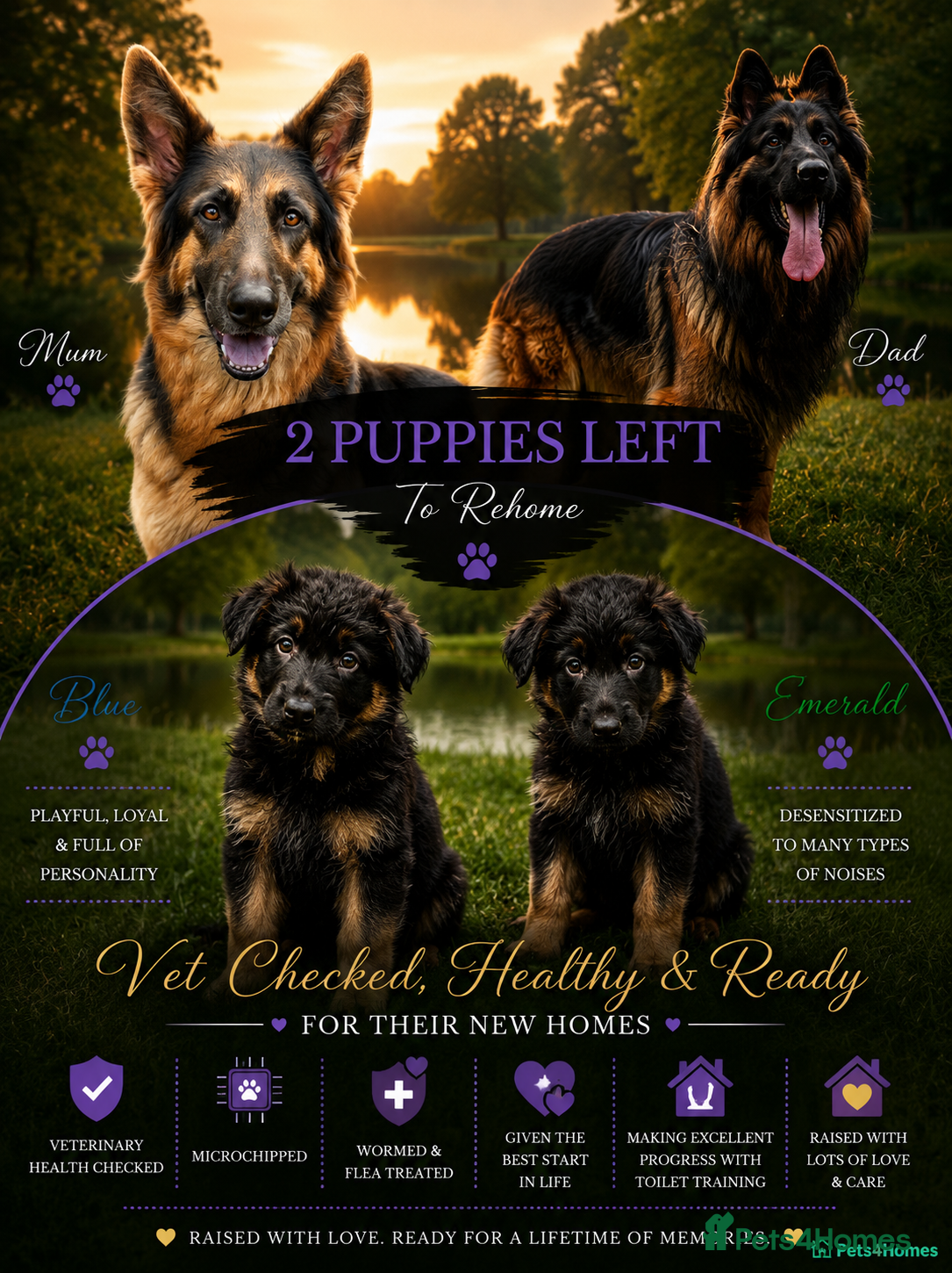 German Shepherd dogs 2 healthy straight back KC registered male GSP's  - Advert 1