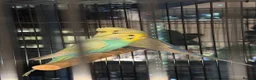 Budgerigars birds for sale: Pair of rainbow and clearwing budgies  in London - Advert 1