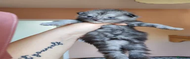 Maddox TitaniumCat 