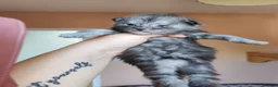 Maine Coon cats for sale: Pure Maine coons kittens ❤️❤️  - Advert 7