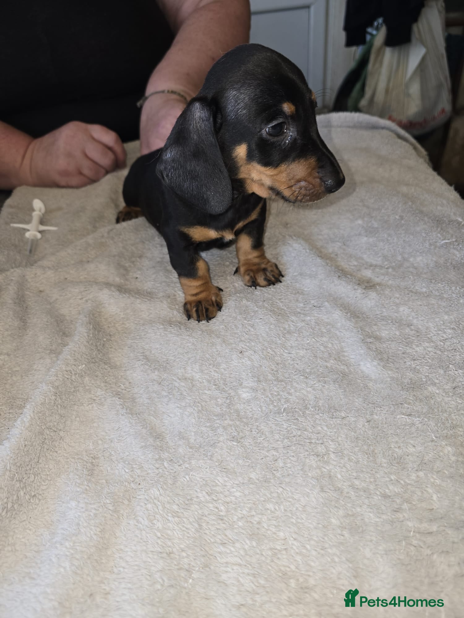 Dachshund dogs Dachshound  miniture puppies  - Advert 15