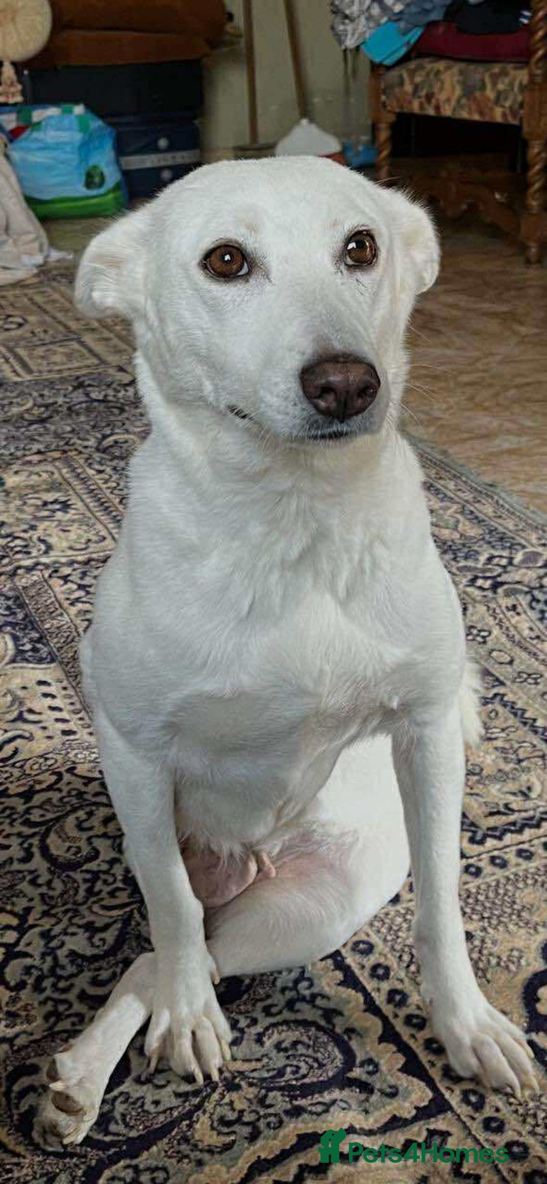 Mixed Breed dogs for adoption: 🌸 Meet Jamilia – Beautiful Inside and Out 🌸 - Advert 2