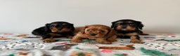 Cavalier King Charles Spaniel dogs for sale: Cavalier King Charles Spaniel Pups KC Reg - Advert 10