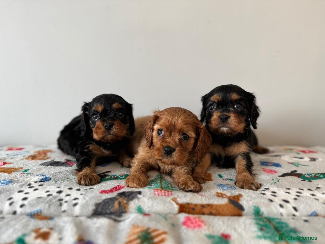 Cavalier King Charles Spaniel dogs for sale: Cavalier King Charles Spaniel Pups KC Reg - Advert 10