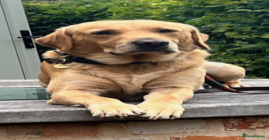 Labrador Retriever dogs - Advert 14