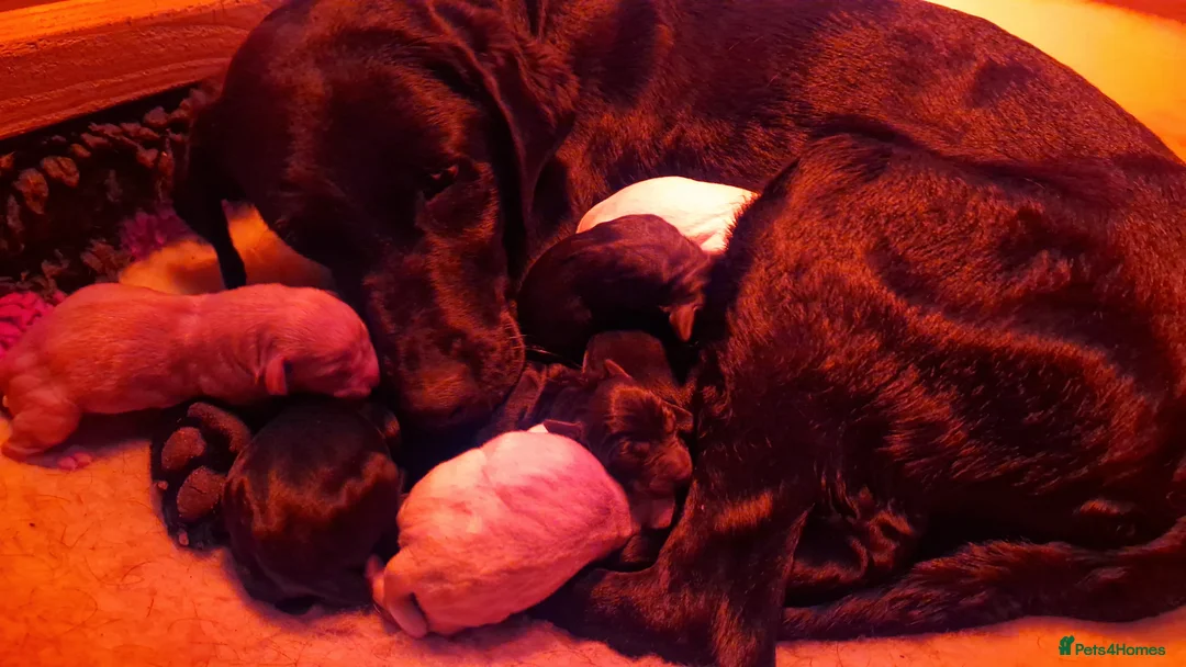 Labrador Retriever dogs for sale: Non RKC registered Labrador puppies - Advert 5