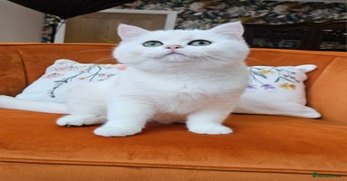 Scottish Fold cats - Advert 1