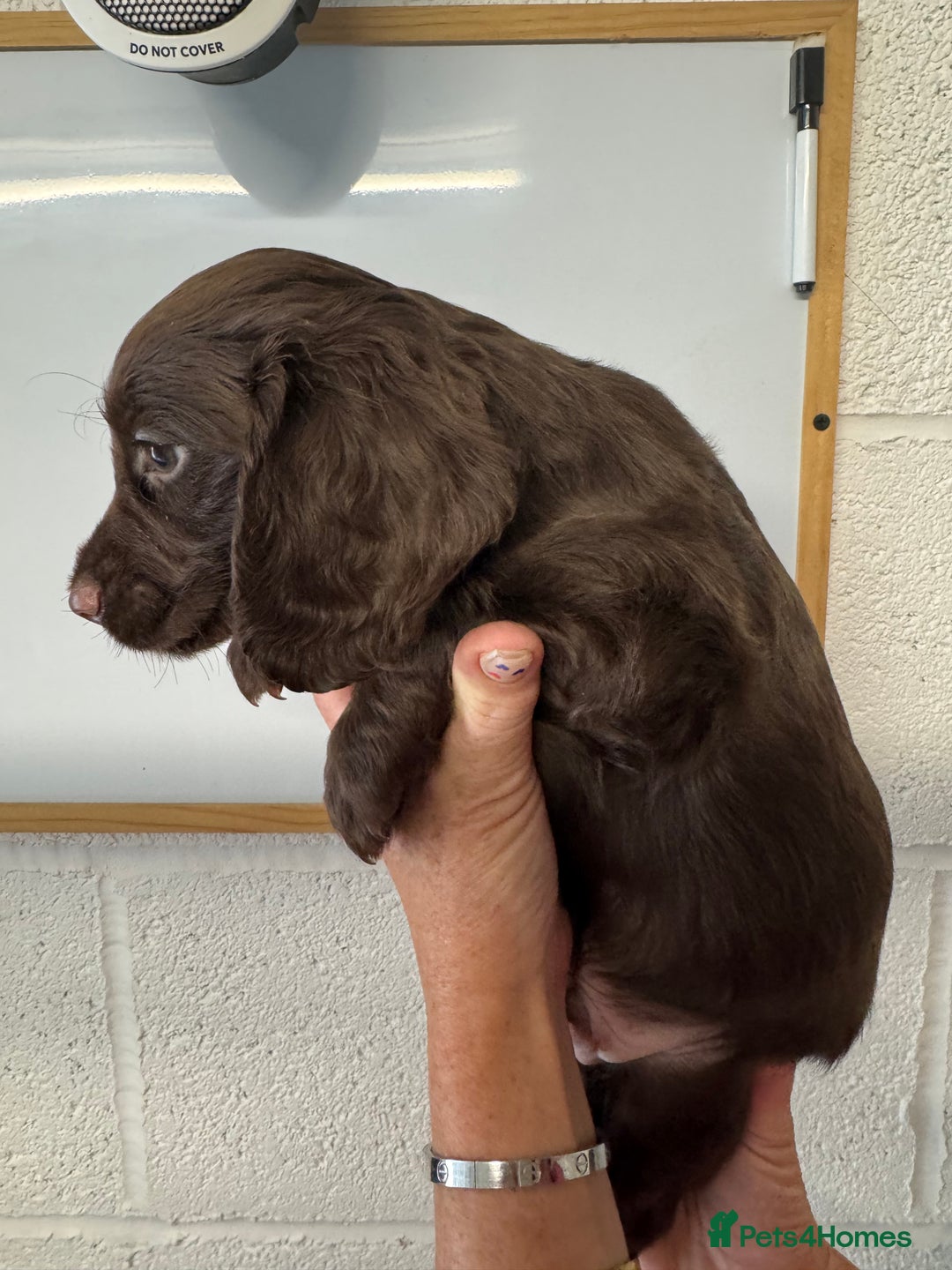 Cocker Spaniel dogs for sale: Working cocker spaniel pups - Image 2