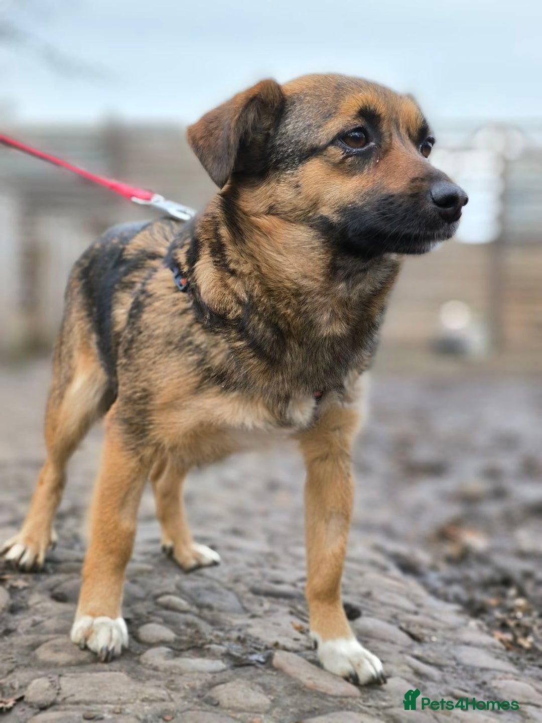 Mixed Breed dogs for adoption: 💖🐶 CHILLY 🐶💖 - Advert 5
