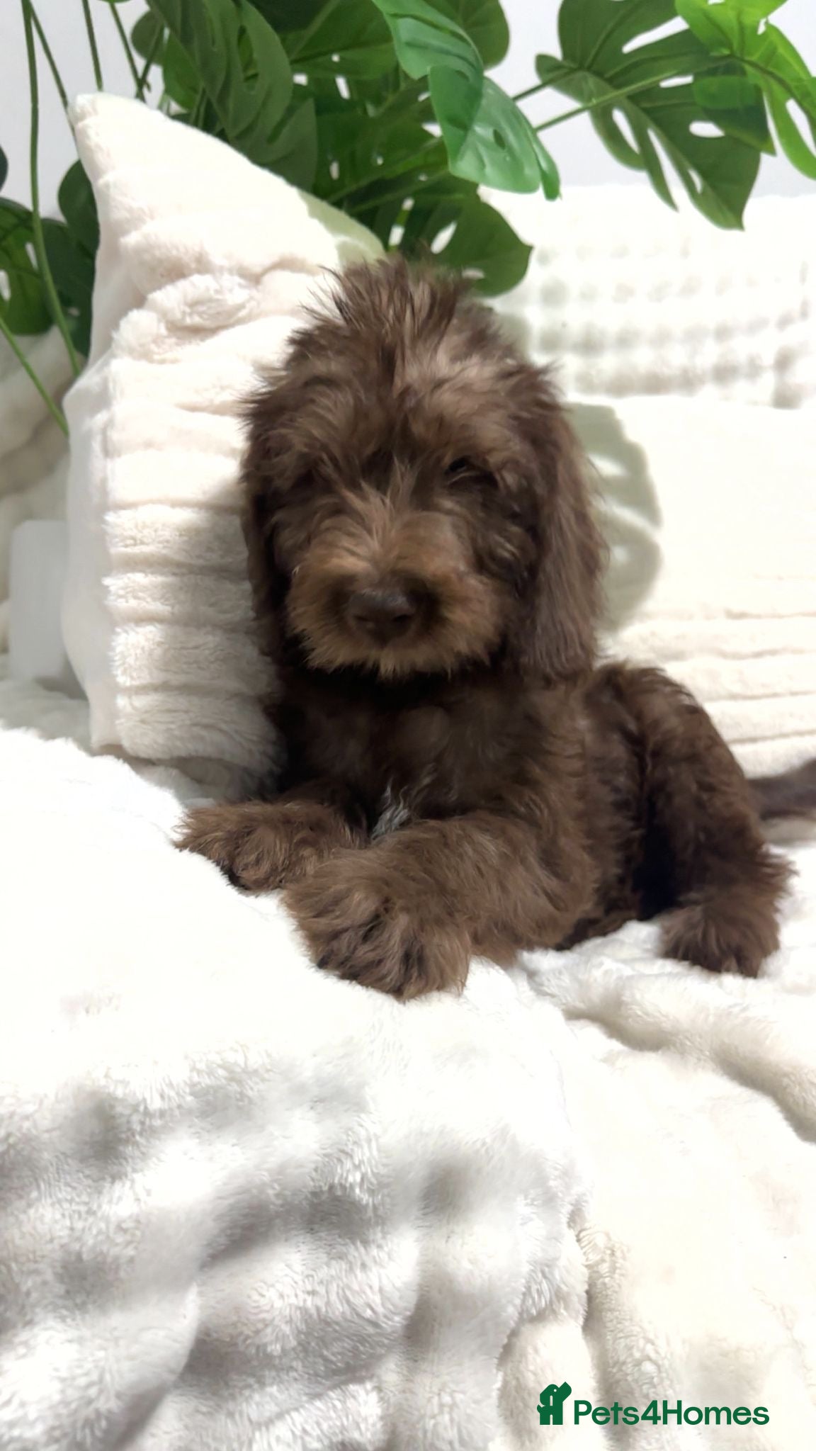 Australian Labradoodle dogs     Australian Labradoodles Ready Now Fully Vac - Advert 3