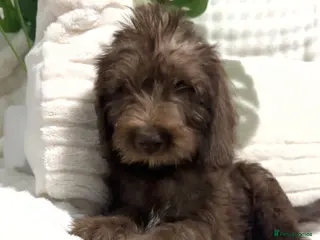 Australian Labradoodle dogs Australian Labradoodles Ready Now Fully Vac - Advert 3