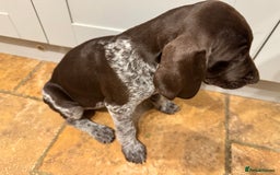 German Shorthaired Pointer dogs for sale: stunning German Shorthaired Pointer Pups  - Image 7