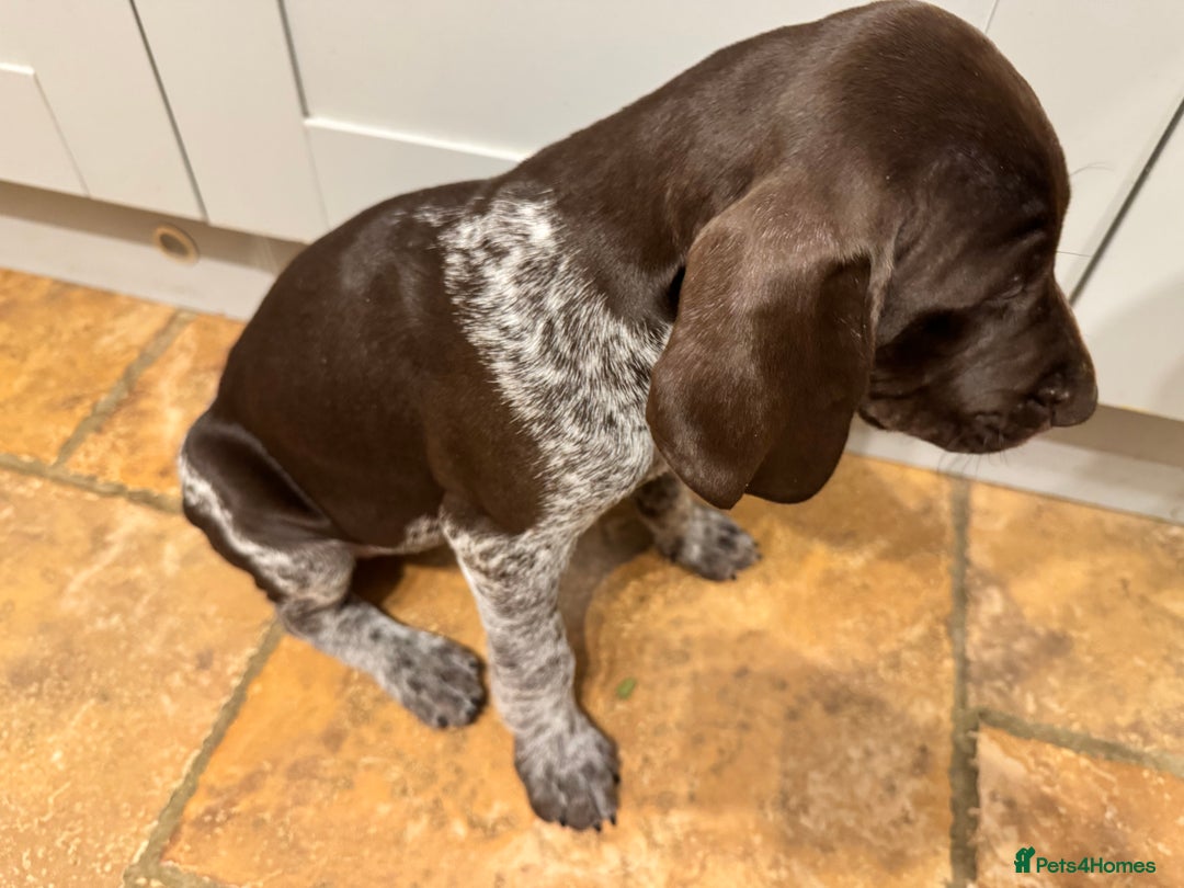 German Shorthaired Pointer dogs for sale: stunning German Shorthaired Pointer Pups  - Image 7
