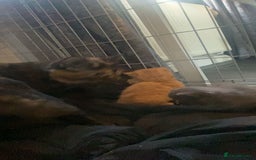 Mixed Breed cats for sale: 3 kittens - Image 12