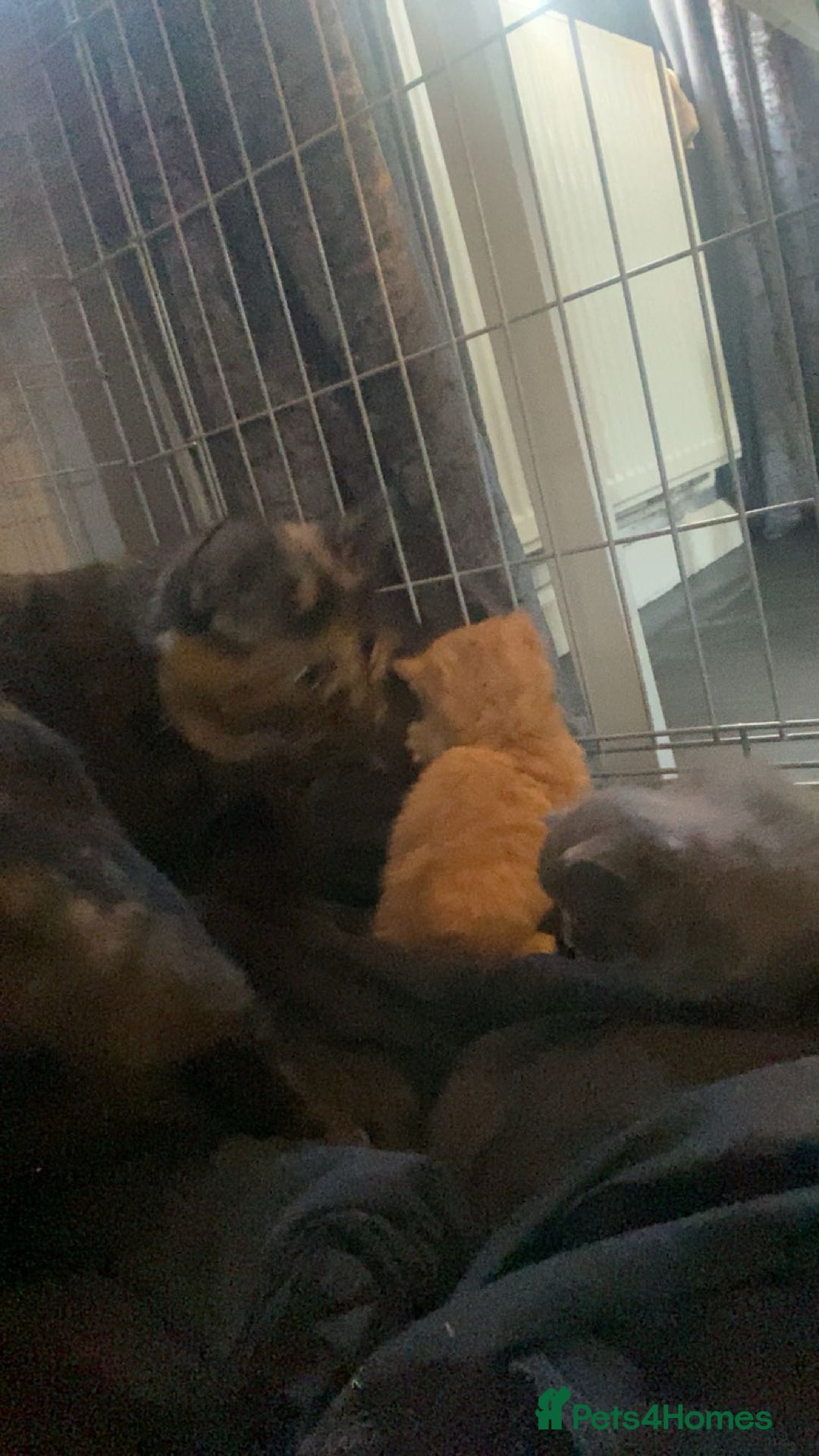 Mixed Breed cats for sale: 3 kittens - Image 12