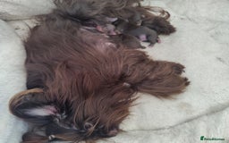 Yorkshire Terrier dogs for sale: Outstanding RARE Yorkshire terrier Chocolate - Image 33