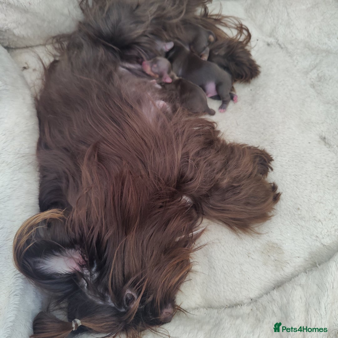 Yorkshire Terrier dogs for sale: Outstanding RARE Yorkshire terrier Chocolate - Image 33
