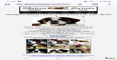 Saint Bernard dogs - Advert 4