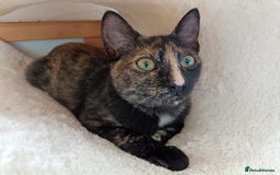 European cats for adoption: Tortoiseshell female Kitten - Image 1
