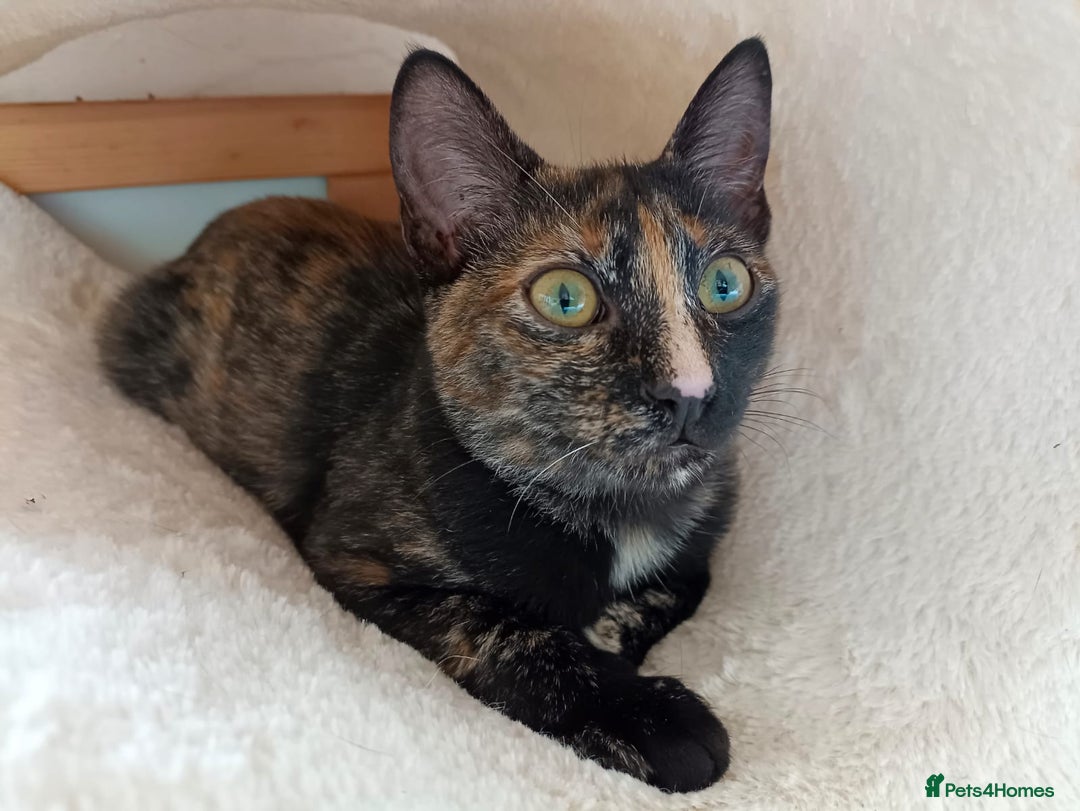 European cats for adoption: Tortoiseshell female Kitten - Image 1