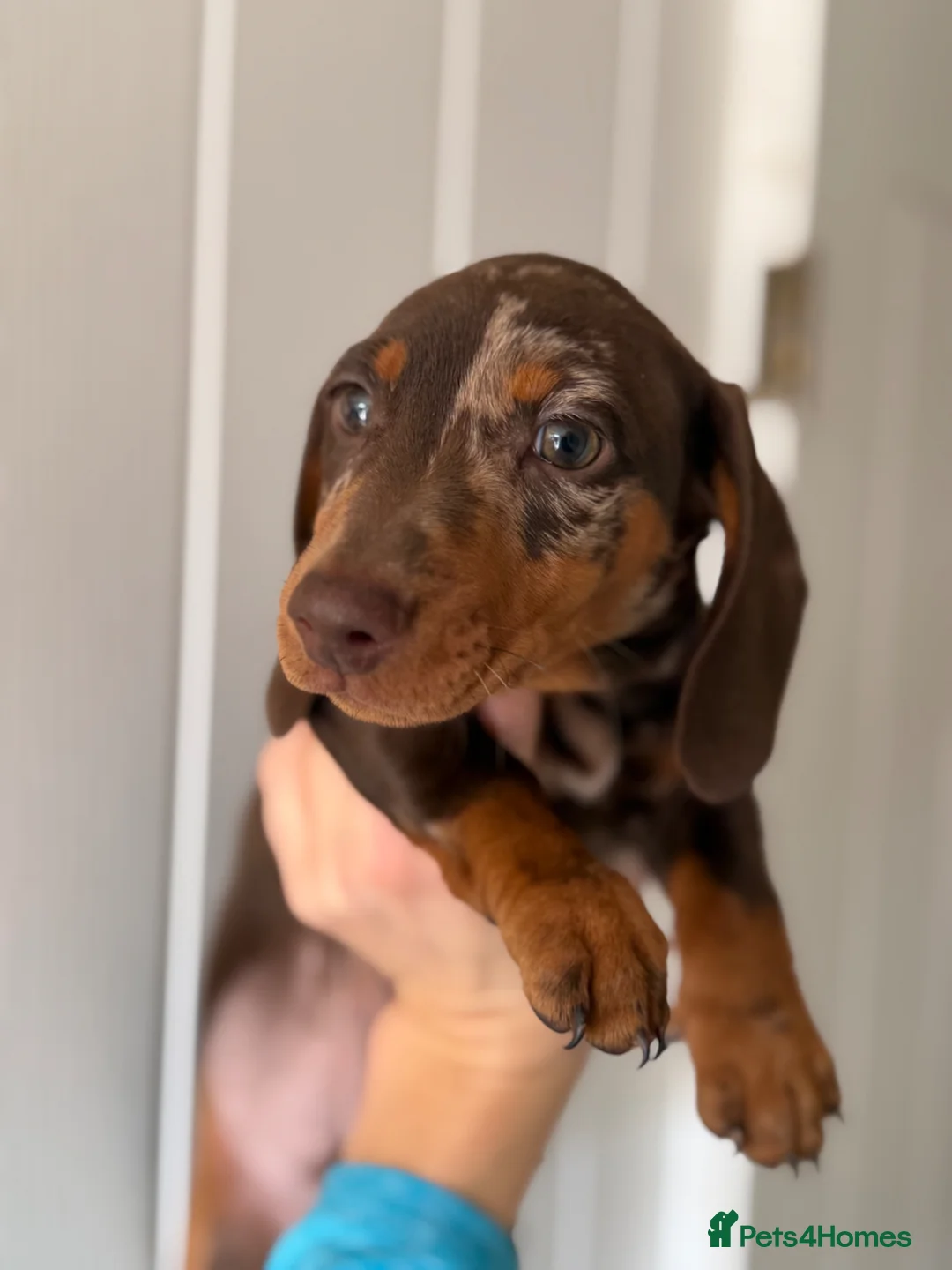 Dachshund dogs for sale: Miniature dachshunds  - Advert 2