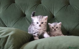 British Shorthair cats for sale: GCCF British Shorthair Silver Kittens - Advert 4