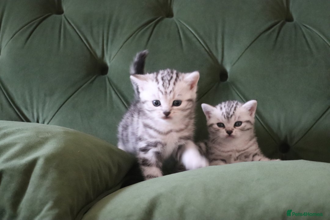 British Shorthair cats for sale: GCCF British Shorthair Silver Kittens - Advert 4