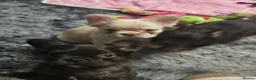 French Bulldog dogs for sale: Visual fluffy french bulldogs in Newcastle upon Tyne - Advert 17