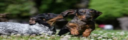 Miniature Dachshund dogs for stud: Leprimas Boycie - Advert 10