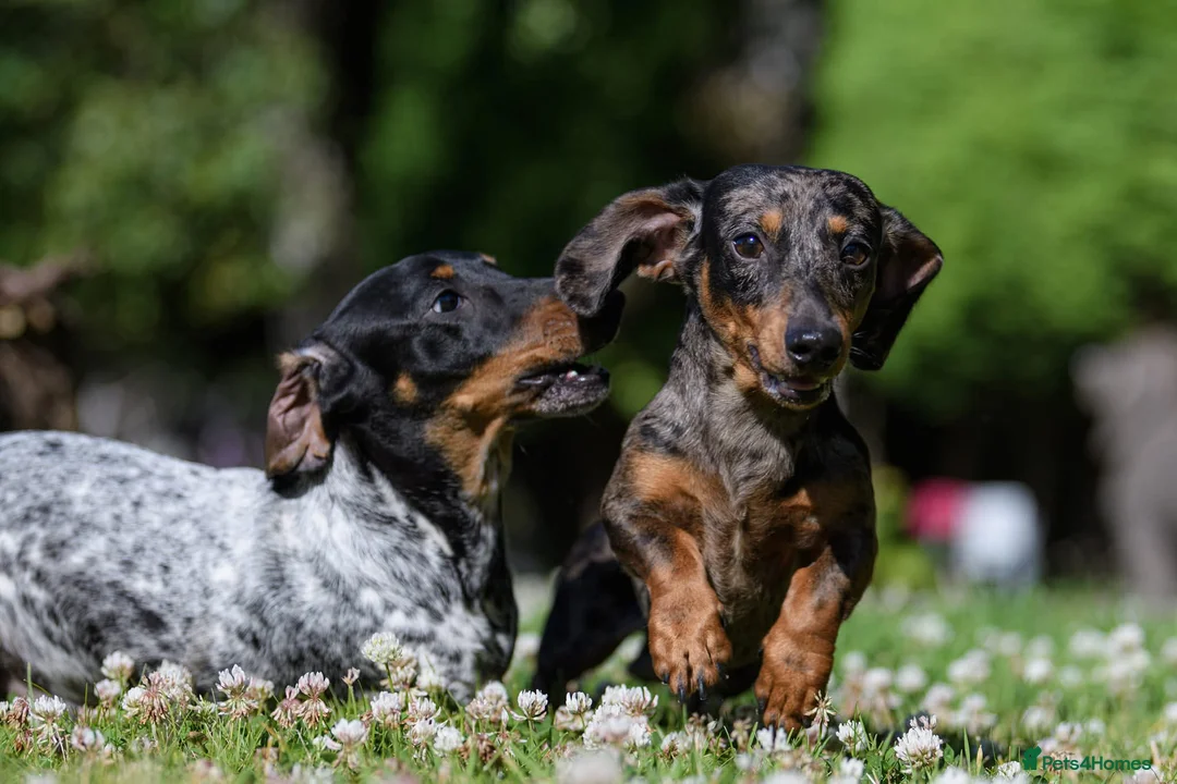 Miniature Dachshund dogs for stud: Leprimas Boycie - Advert 10