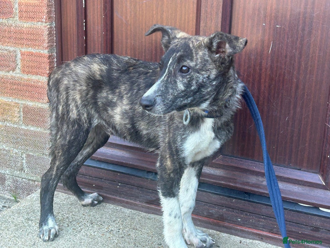 Mixed Breed dogs for adoption: Button - Norwich Norfolk  - Image 5