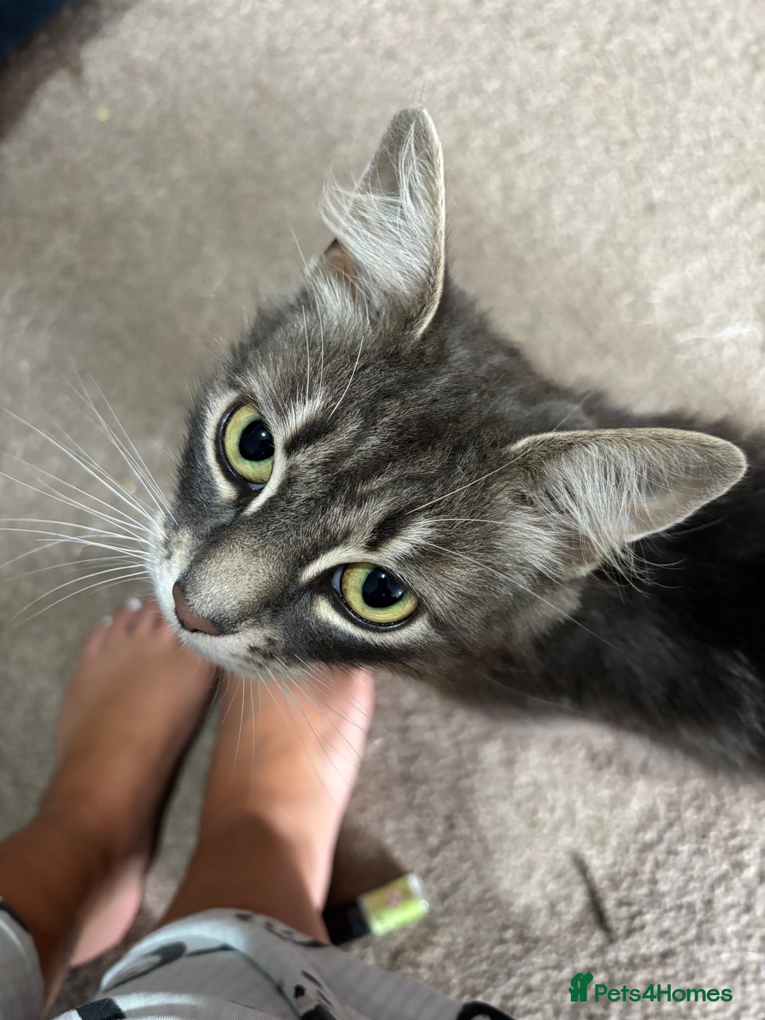 Mixed Breed cats for sale: Kittens  - Image 13