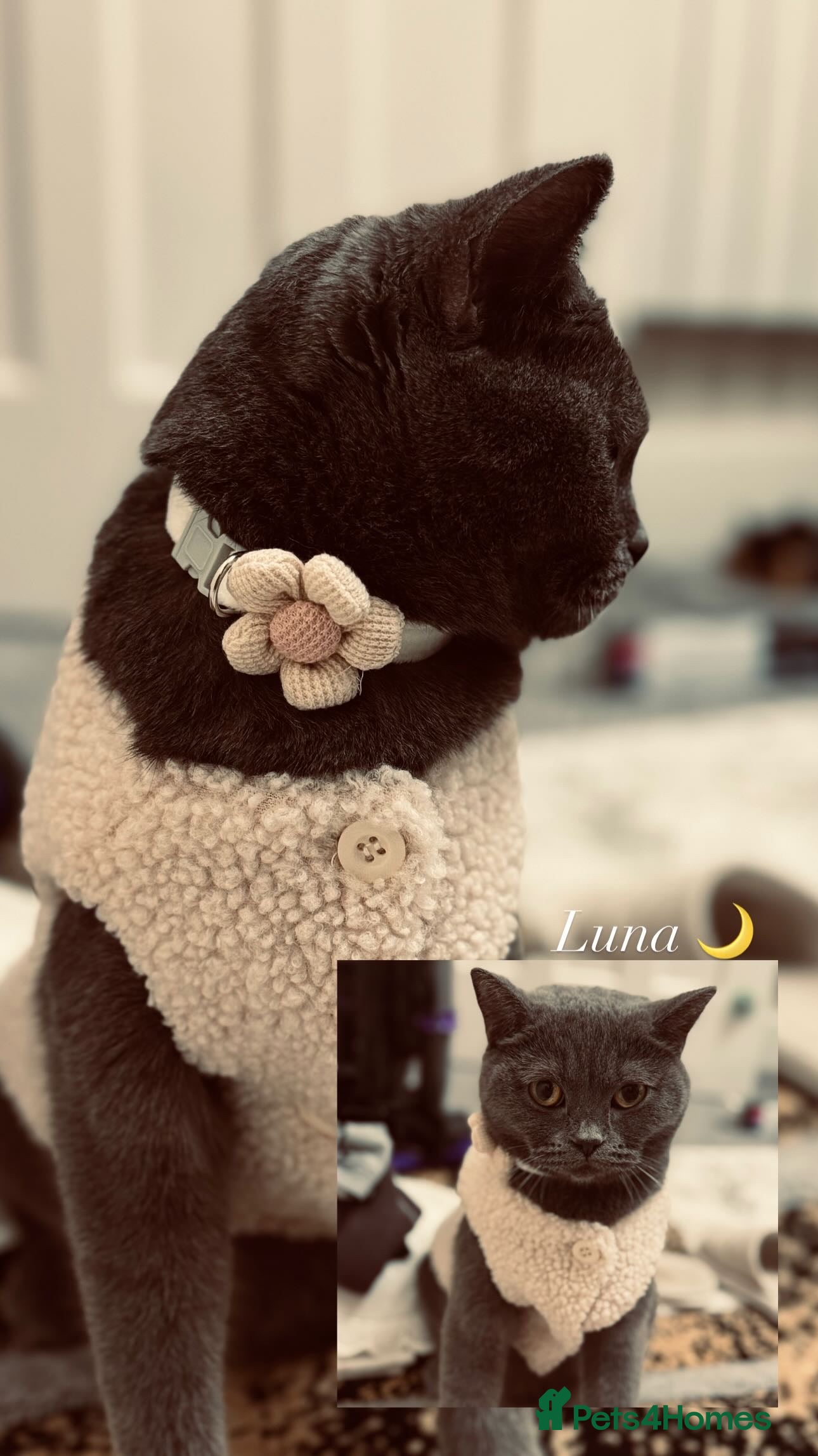 British Shorthair cats Pure British short hair  - Advert 3