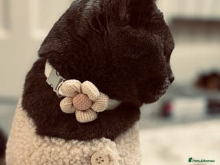 British Shorthair cats Pure British short hair - Advert 15