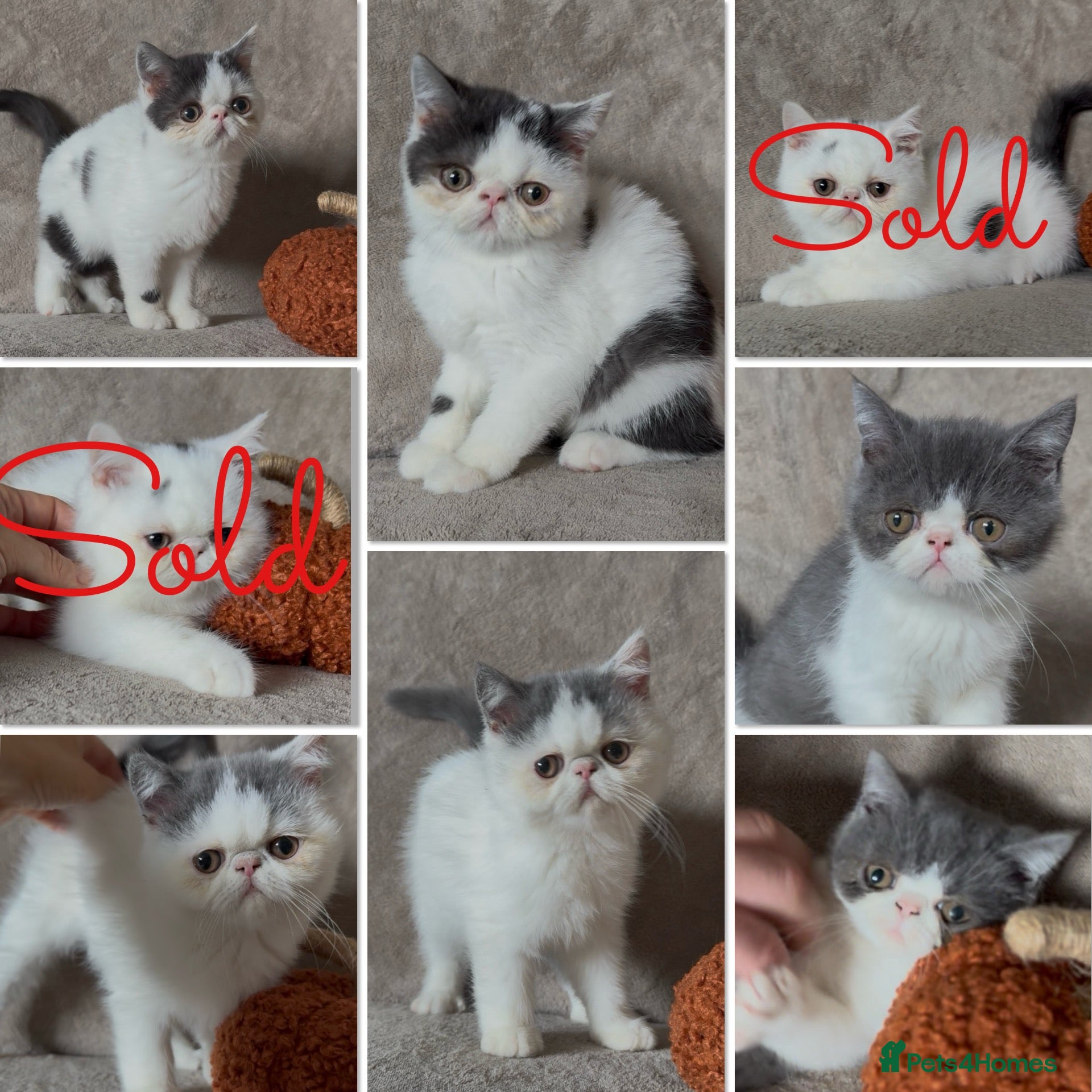 Exotic cats Ready to leave! 3 exotic shorthair boys left - Advert 1